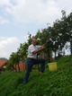 Weinlesefest 2009