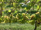 Weinlese