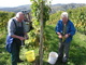 Weinlese