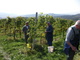 Weinlese
