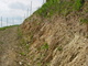 Terroir im Sausaler Weingarten