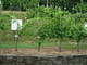 Schauweingarten Lorenz