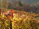 Weingarten Lorenz