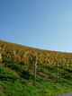 Weingarten deutenBach