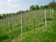 Weingärten